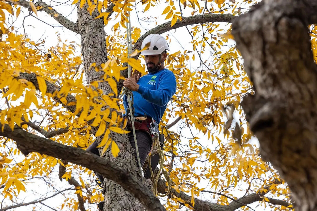 Skilled Tree Transplanting crew working in Hopewell